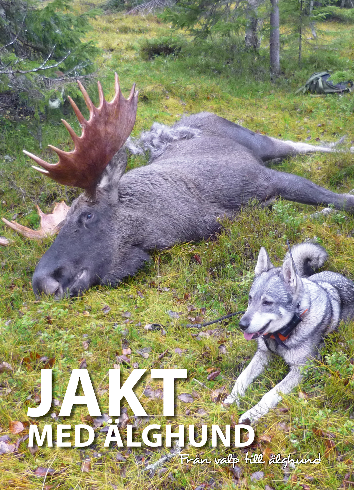 Omslag: Jakt med älghund : från valp till älghund