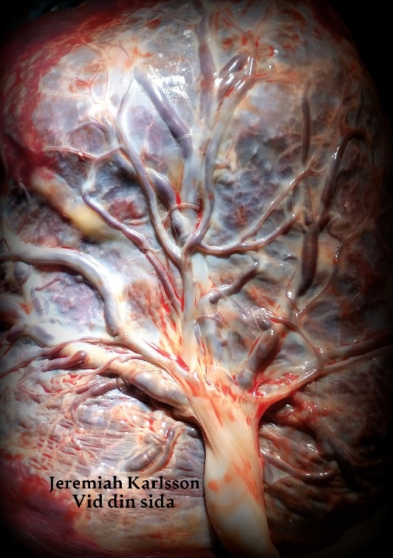 Omslag: Vid din sida