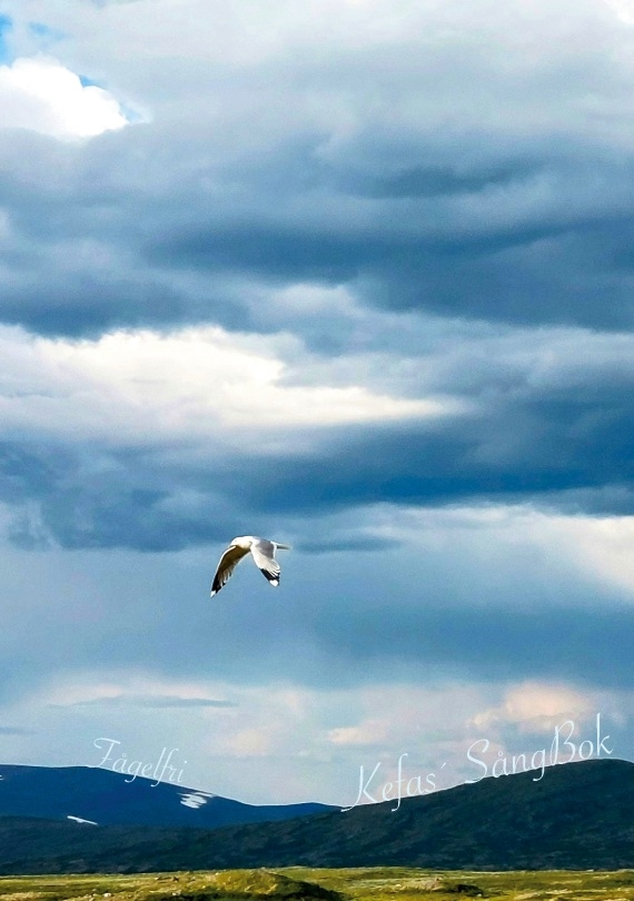 Omslag: Fågelfri : Kefas´ sångbok