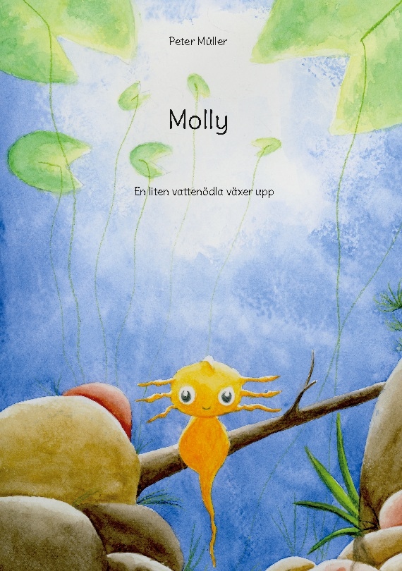 Omslag: Molly : En liten vattenödla växer upp
